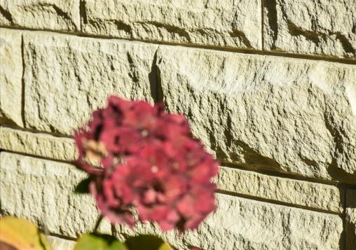 15 Rural Lifestyle Property Herbert Extreme close up of restored Oamaru stone work showing off the pointing with a red flower in the foreground JDBuilders