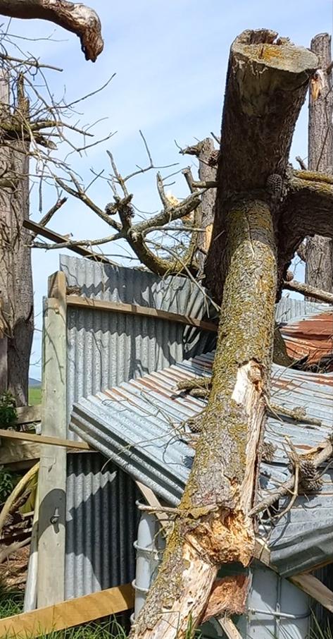 3 2866 Herbert Hampden Road, Waitaki Fallen trees on shearing shed due to storm damage JDBuilders